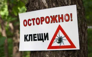 О противодействии распространению инфекций, передающихся с укусом клещей. Информация за 26 недель 2025 года